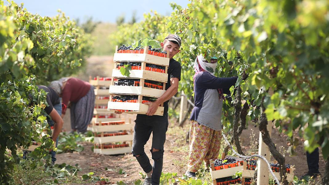 Ata Sarısı'nı don, yağış ve hastalık vurdu. İlk hasatta kilosu 35 liraydı, son hasatta 15 TL'ye düştü - Resim: 5